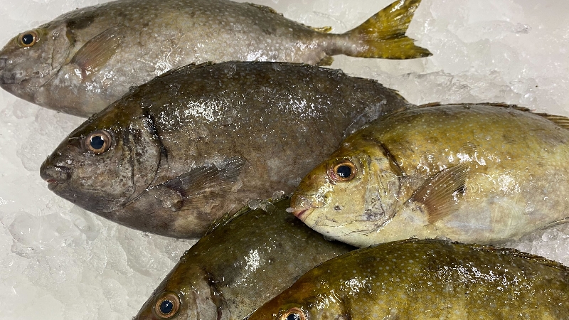 アイゴのおすすめ料理 食べ方7選 毒針処理 さばき方 美味しいレシピ フィシュルブログ 天然魚 未利用魚通販のプロが書くお魚ブログ